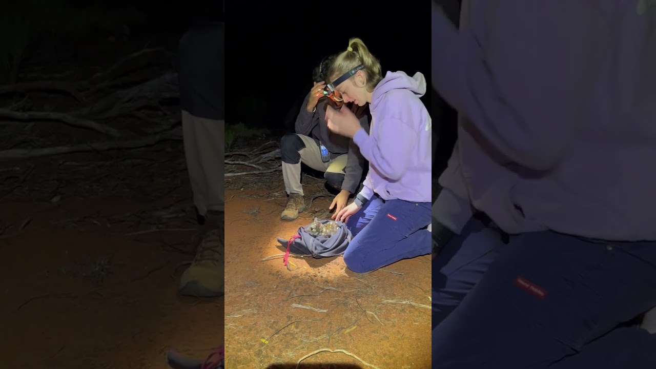Chuditch released at wildlife sanctuary in WA