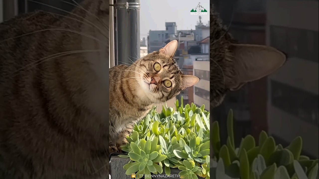 Когда соседский кот &mdash; экстремальный преследователь😂