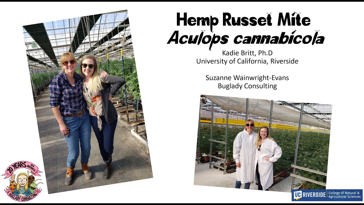 Клещи Hemp Russet с Кэди Бритт и The Buglady