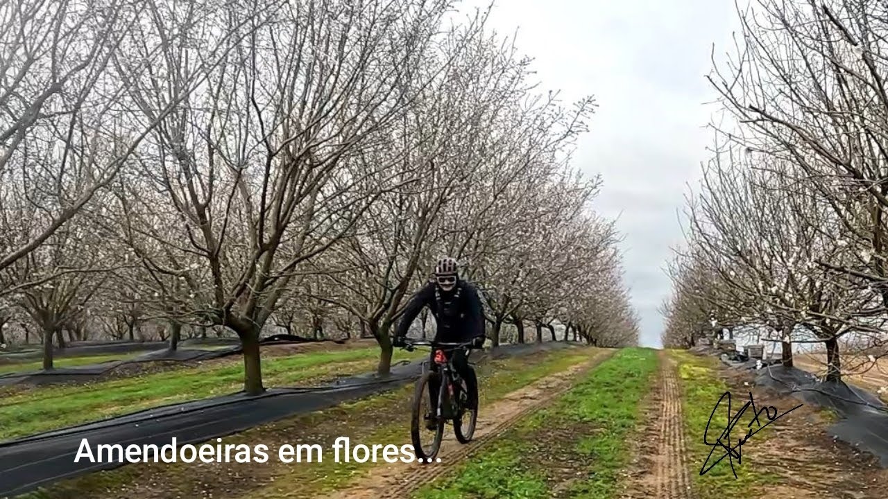 Amendoeiras em flores e a barragem do Monte Novo 