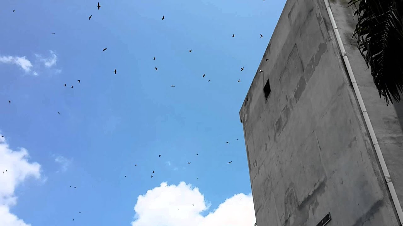 李将军万燕声