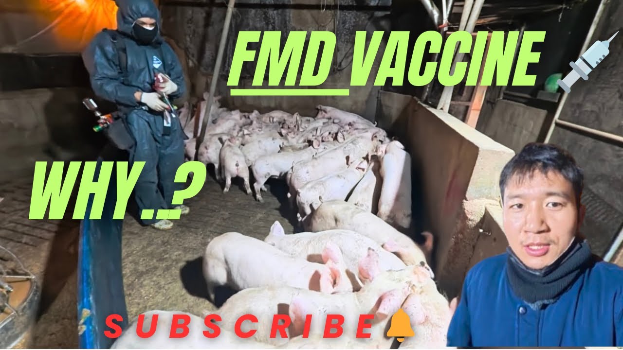Disease prevented vaccine for piglets 🐖 #pig #pigfeed #agriculturebusiness #animals #highlights 