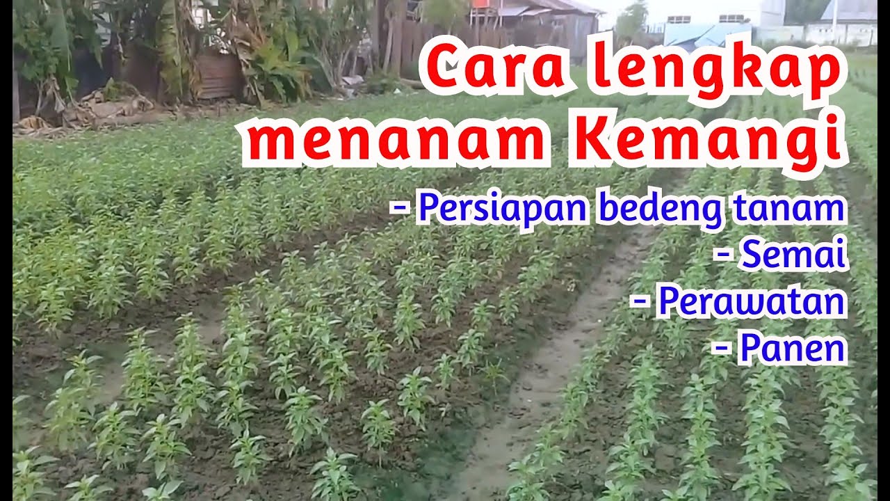 CARA MENANAM KEMANGI MULAI DARI SEMAI SAMPAI PANEN