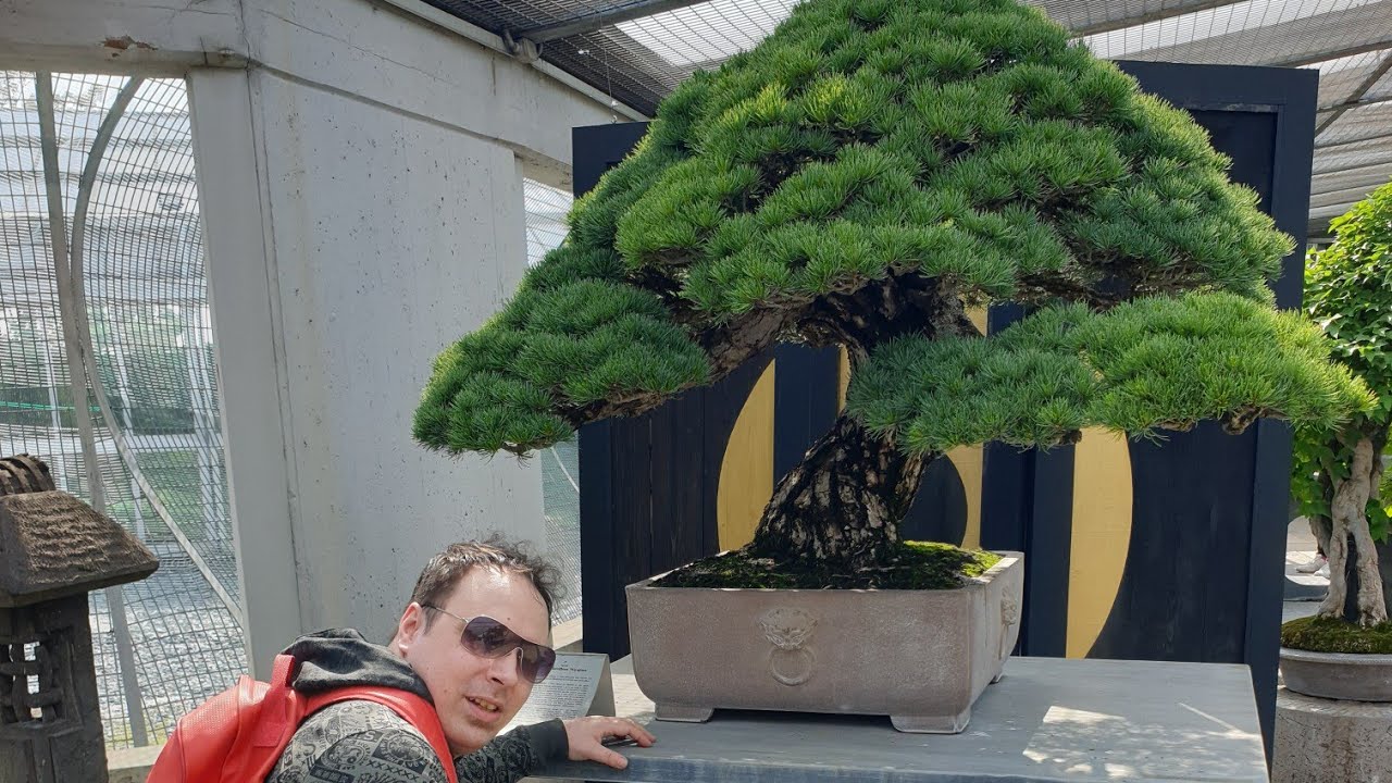 museo crespi bonsai