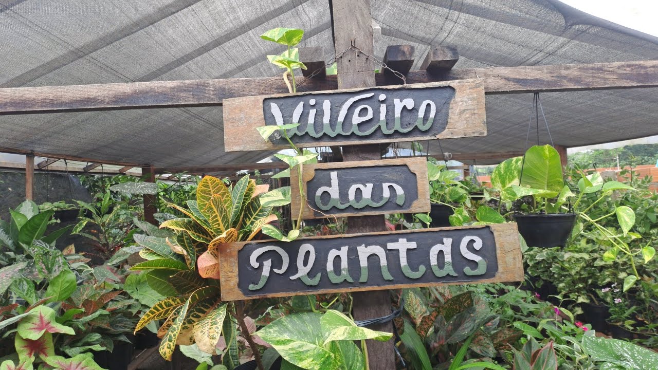 VAMOS VER O  #VIVEIRO DAS PLANTAS   🌿🌿🌷⚘️🌿