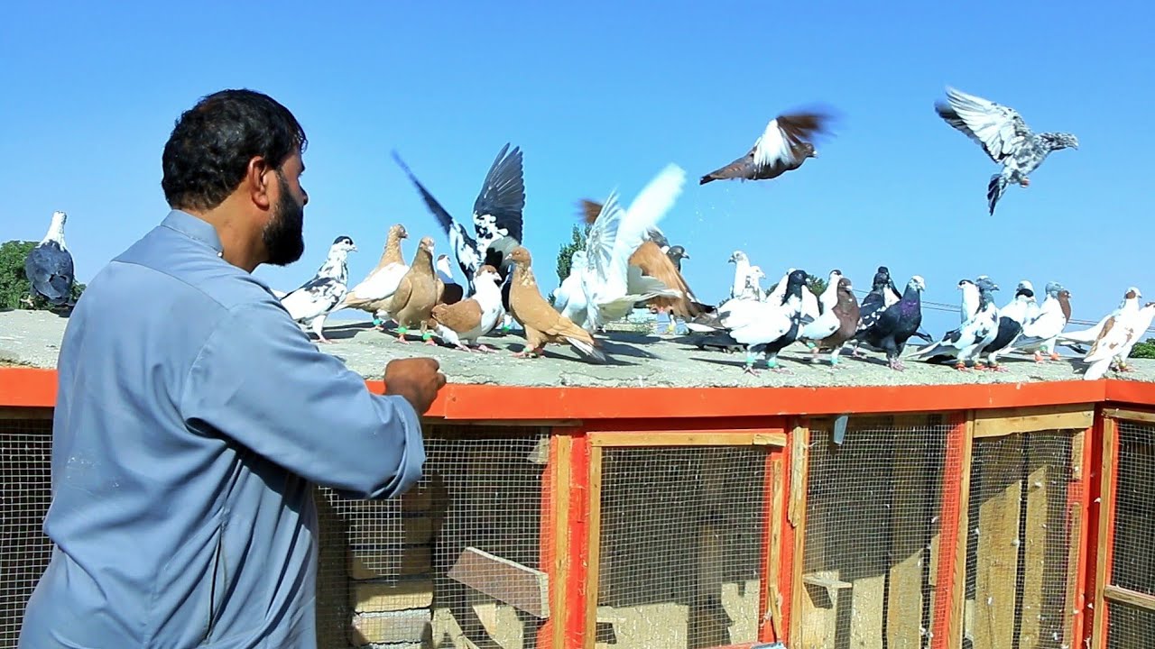 شوق در دره پشه ای -حکایت های نا گفته از شوق | وقت کم از چاشنی تا دواندن | Pure Afghan Flying pigeon 