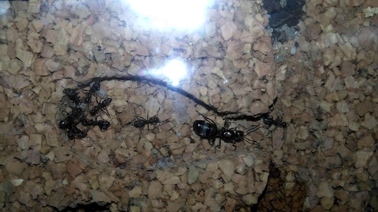 Formica rufibarbis - Rozruch poczwarki.