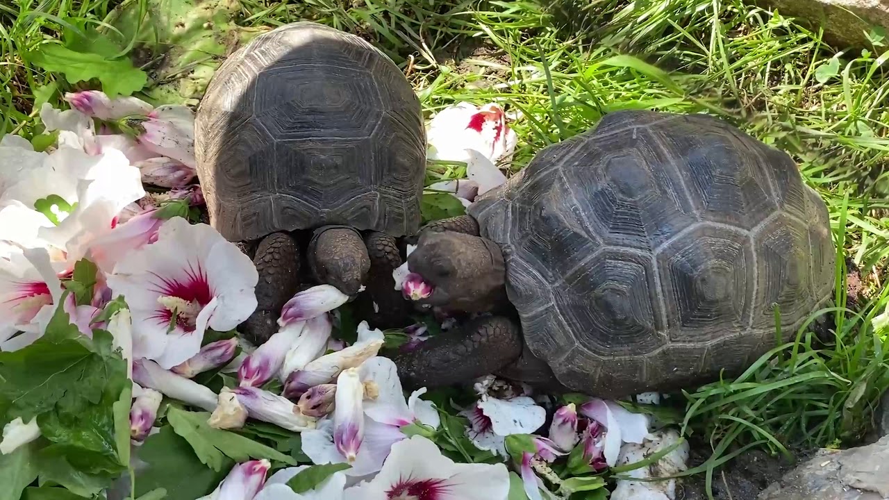 Raising Aldabra Tortoises in the North East