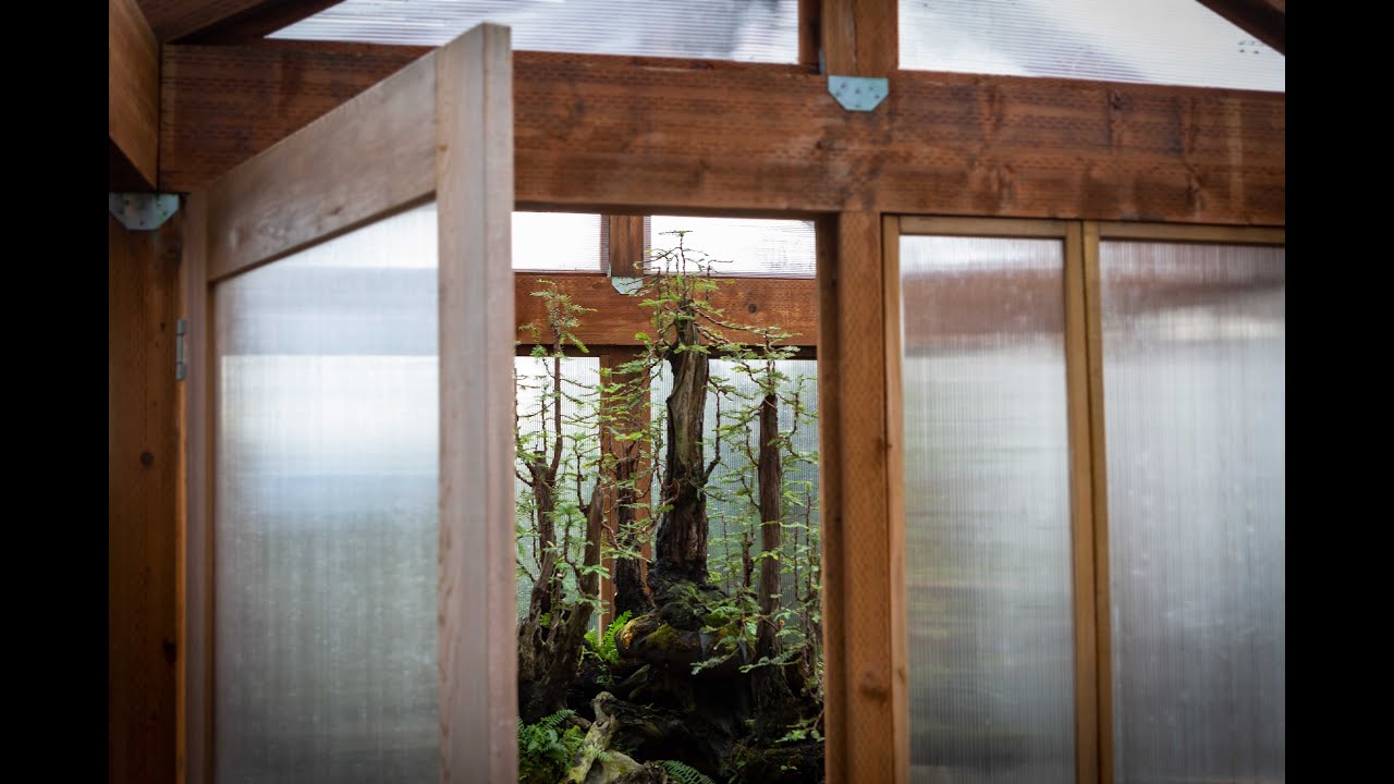 Bonsai Forests of Mirai
