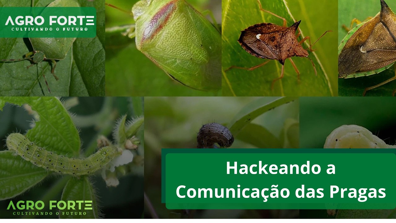 Hackeando a Comunicação das Pragas