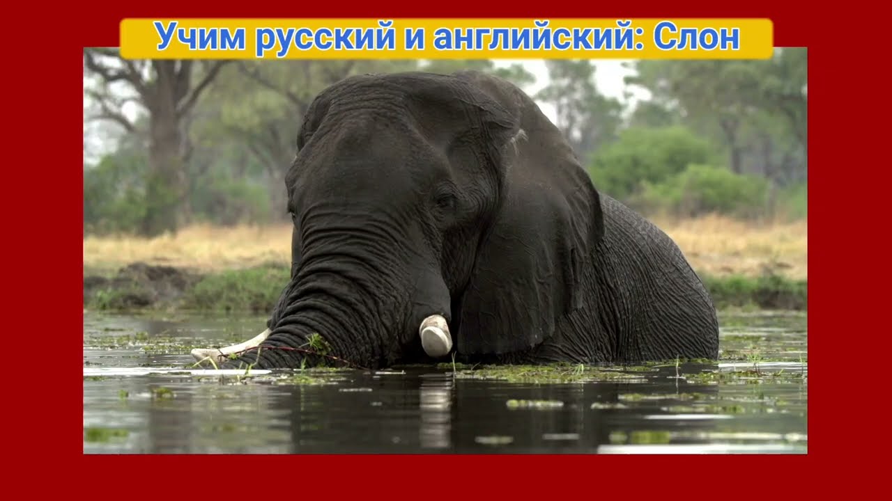 УЧИМ РУССКИЙ И АНГЛИЙСКИЙ В ДИАЛОГАХ: Слон.