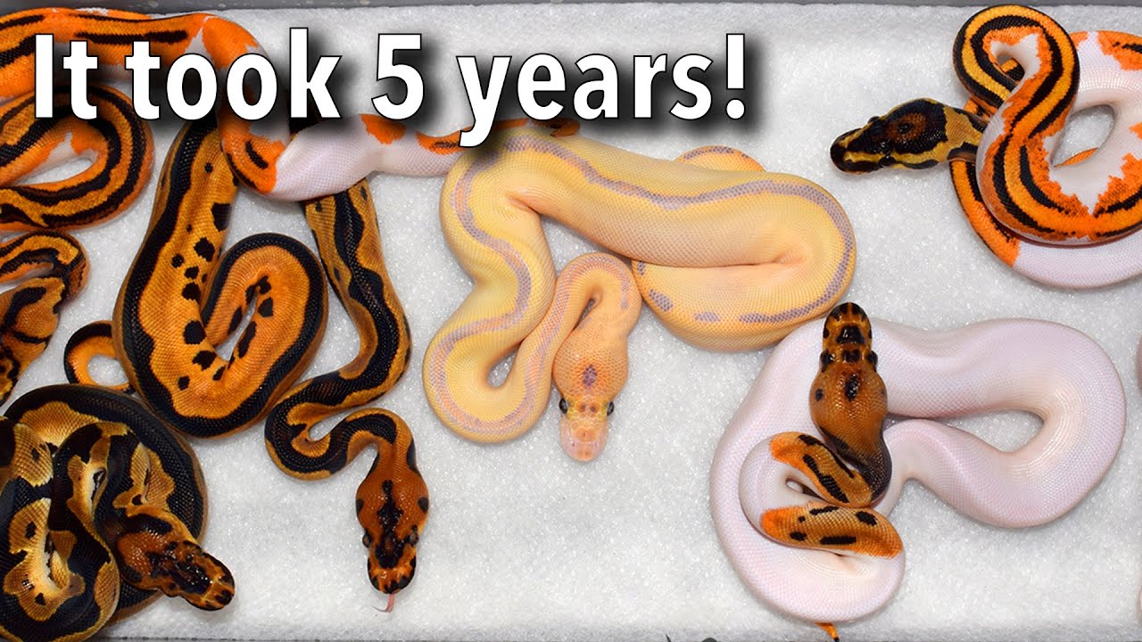 I've waited YEARS to hatch this snake combo!