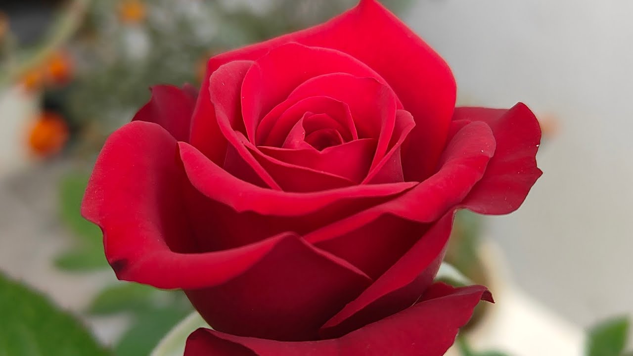 Live Pretty Floral Garden by Flowers by Satya Garden