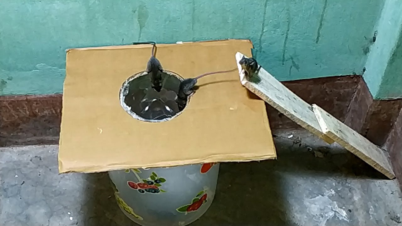 Bucket Mouse Trap 🐭🐀 Good idea Mouse Trap 🐭🐀 Best mouse Rat Trap