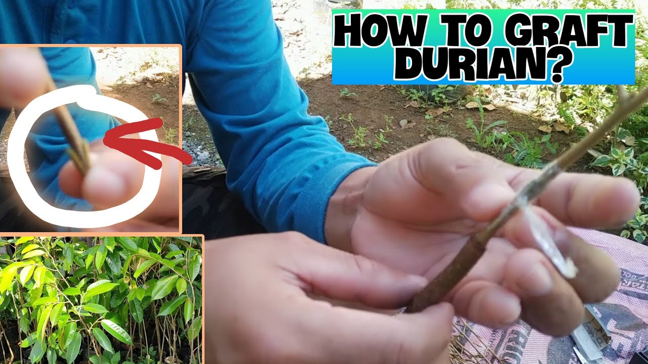 HOW TO GRAFT DURIAN?