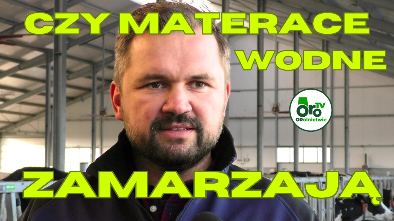 Nowoczesna obora na Podlasiu. Z takim wyposażeniem zima niestraszna. Lato także