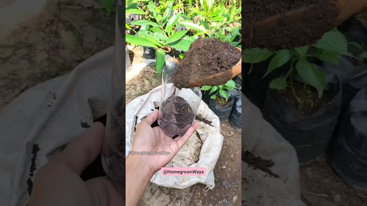 Tip for growing at home #garden #roomtogrow #growathome #plant