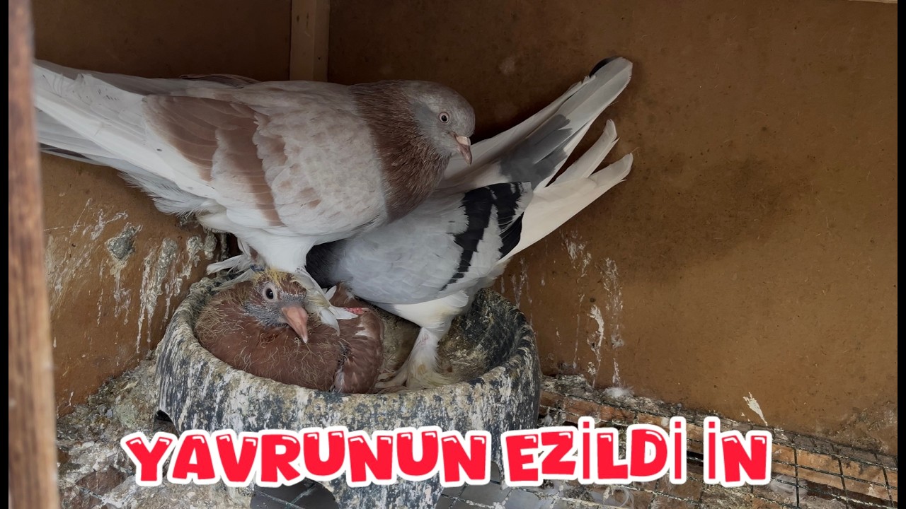 ALA İLE ŞEKERİNİN YANINDAKİ YAVRUDA KİM ( YAVRUYU EZDİN KALK )