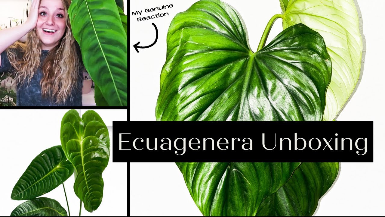 Unboxing Plants from Ecuagenera! + What I do After Receiving Imported Plants!