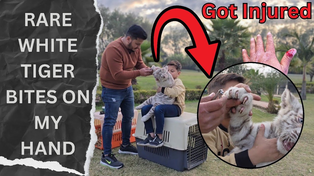 White Tiger ny Muj Per Attack Kr Dia 🥵| How to Trim Nails Of Tiger and LION Cubs |Nouman Hassan|