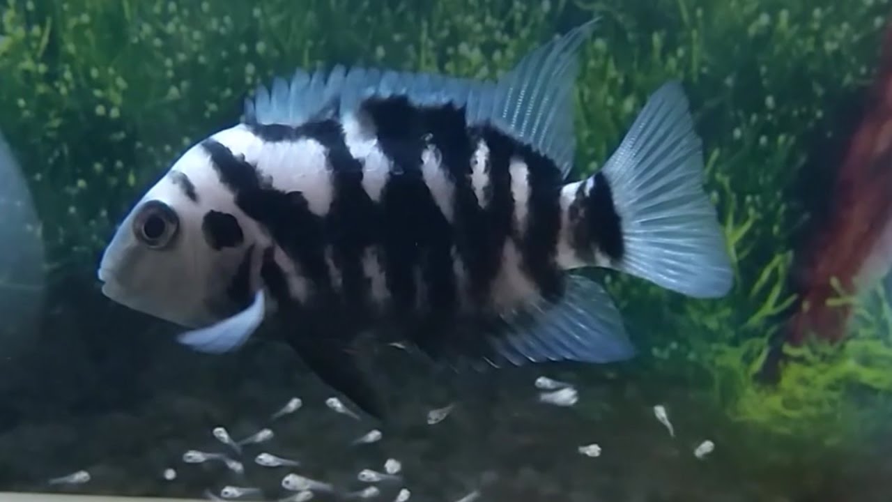 Convict cichlids breeding: Eggs hatching and taking care of the new born fry