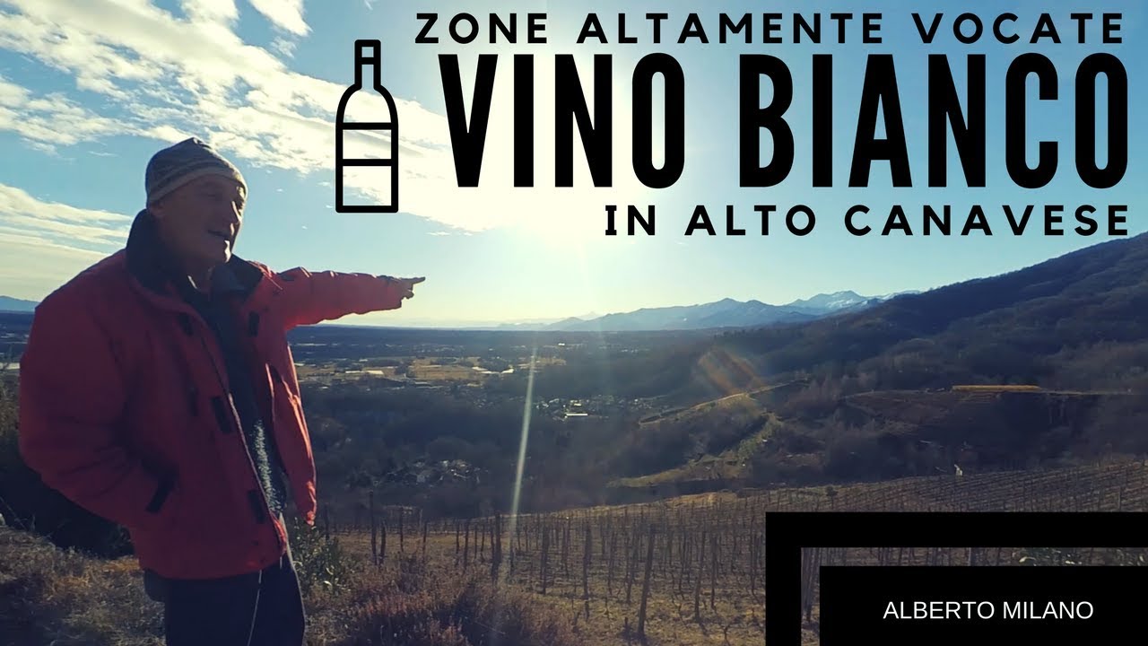 Zone ALTAMENTE vocate per il vino bianco in CANAVESE (Ep.1) | Alberto Milano