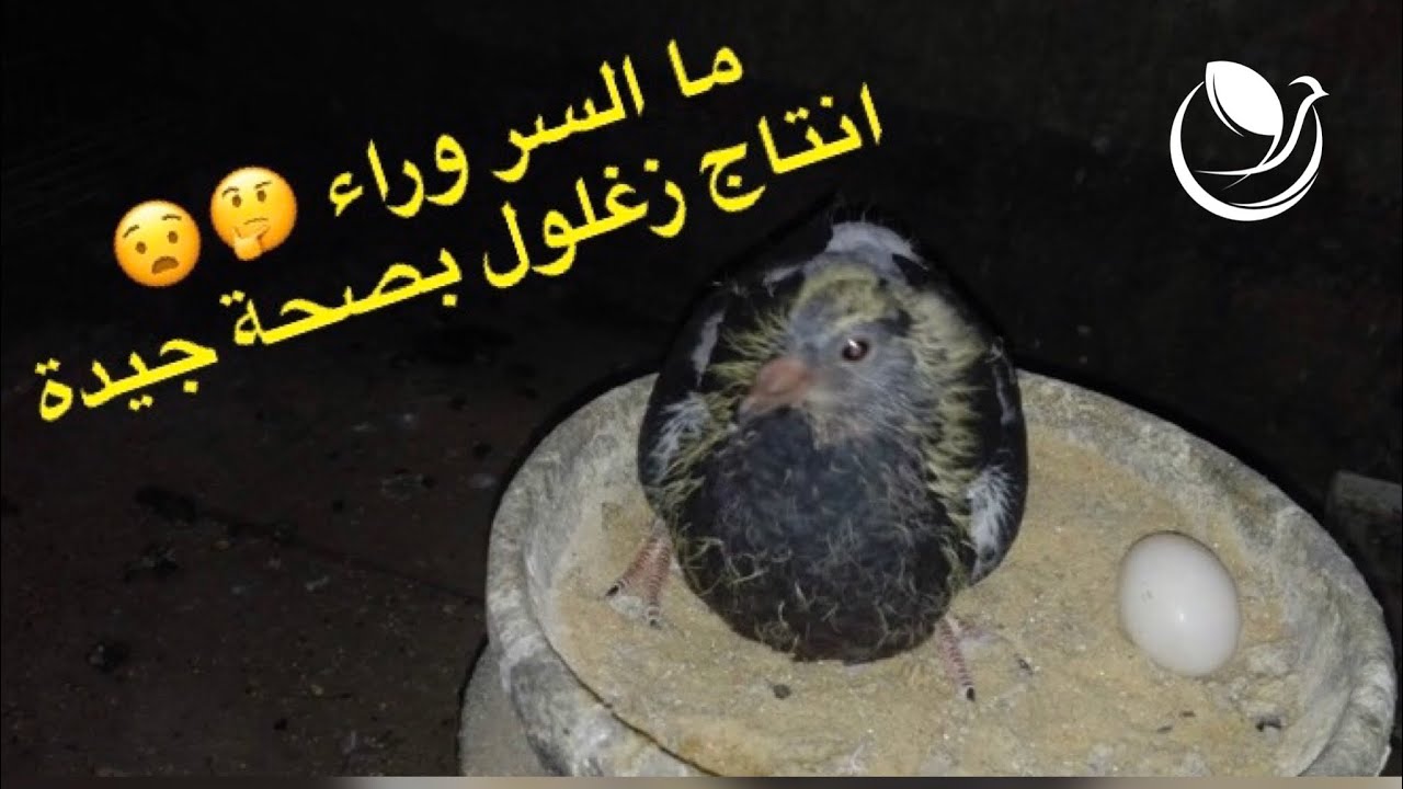 كيفية انتاج زغاليل مميزة وبصحة جيدة (الحلقة ٣) مع محمد عاصي _ الجزء الأول