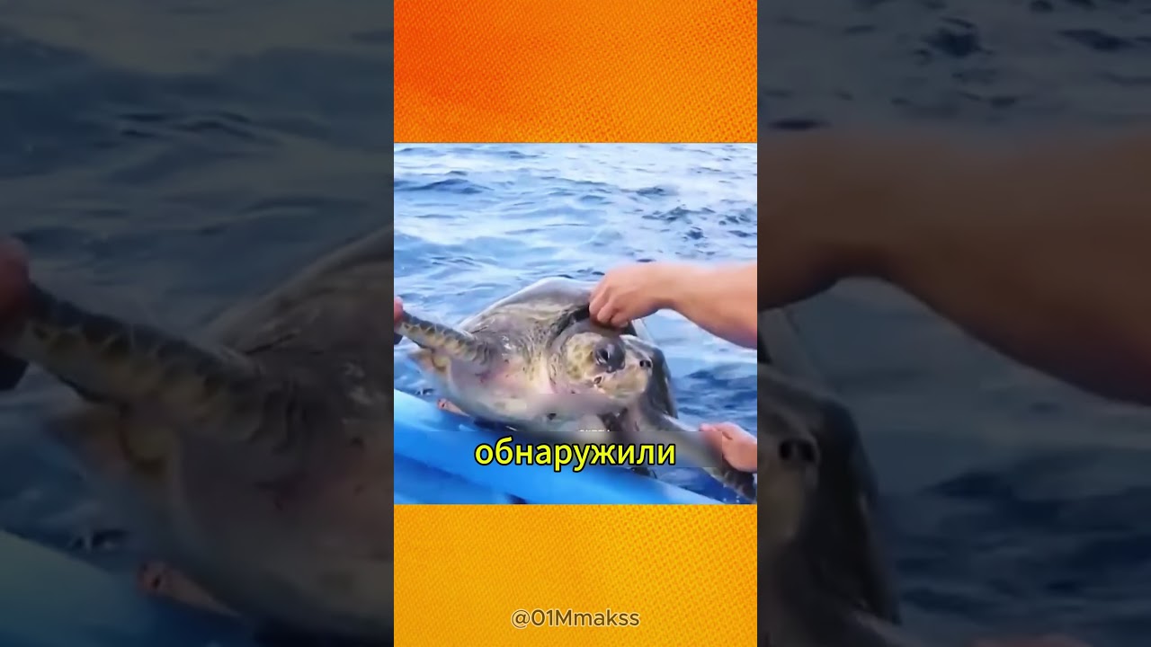 Самый неожиданный герой океана