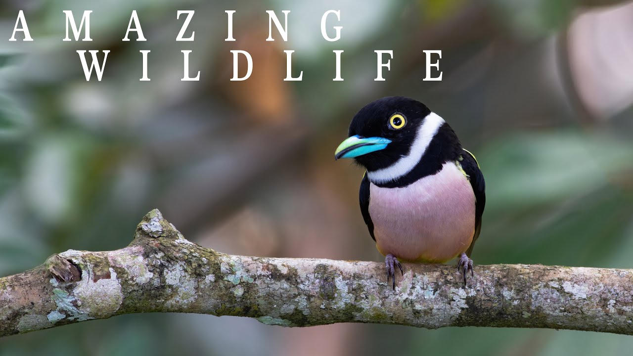 My trip to Borneo | Wildlife from Sepilok Rainforest Discovery center | Great things on the sky walk