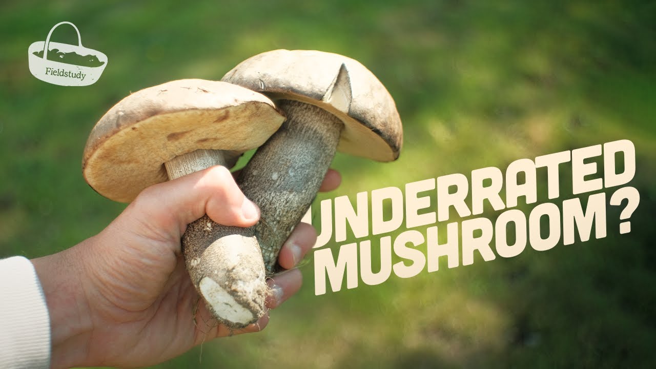 The UK’s Most Underrated Mushroom? Slate Bolete Foraging, Identification & Preserving Guide