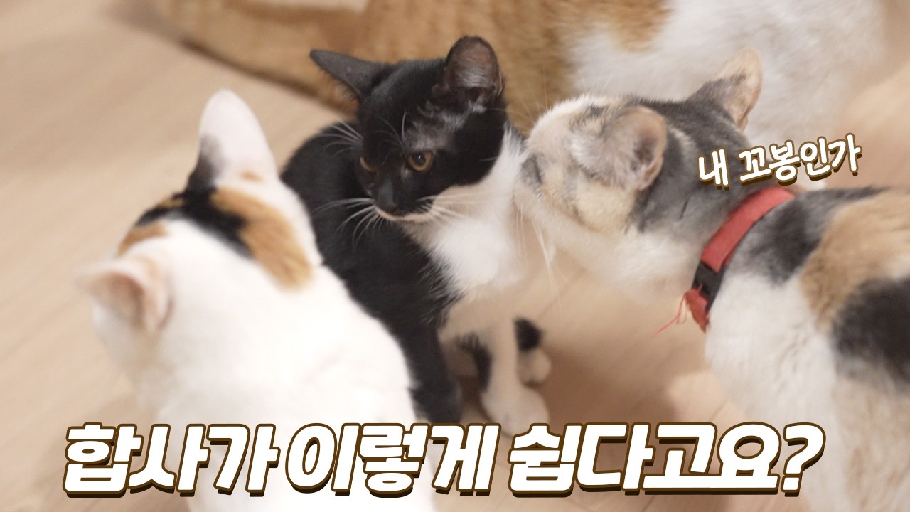 어른 고양이들에게 사랑받는 수달 닮은 아깽이