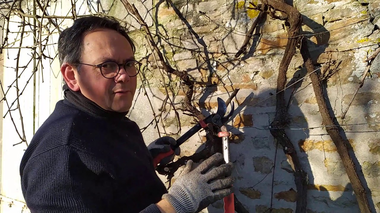 Taille simple de la vigne palissée (type chasselas)