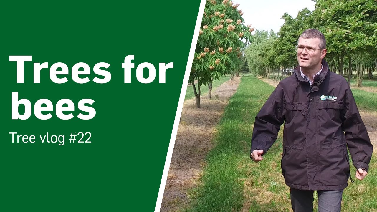 Trees for bees - Tree vlog #22