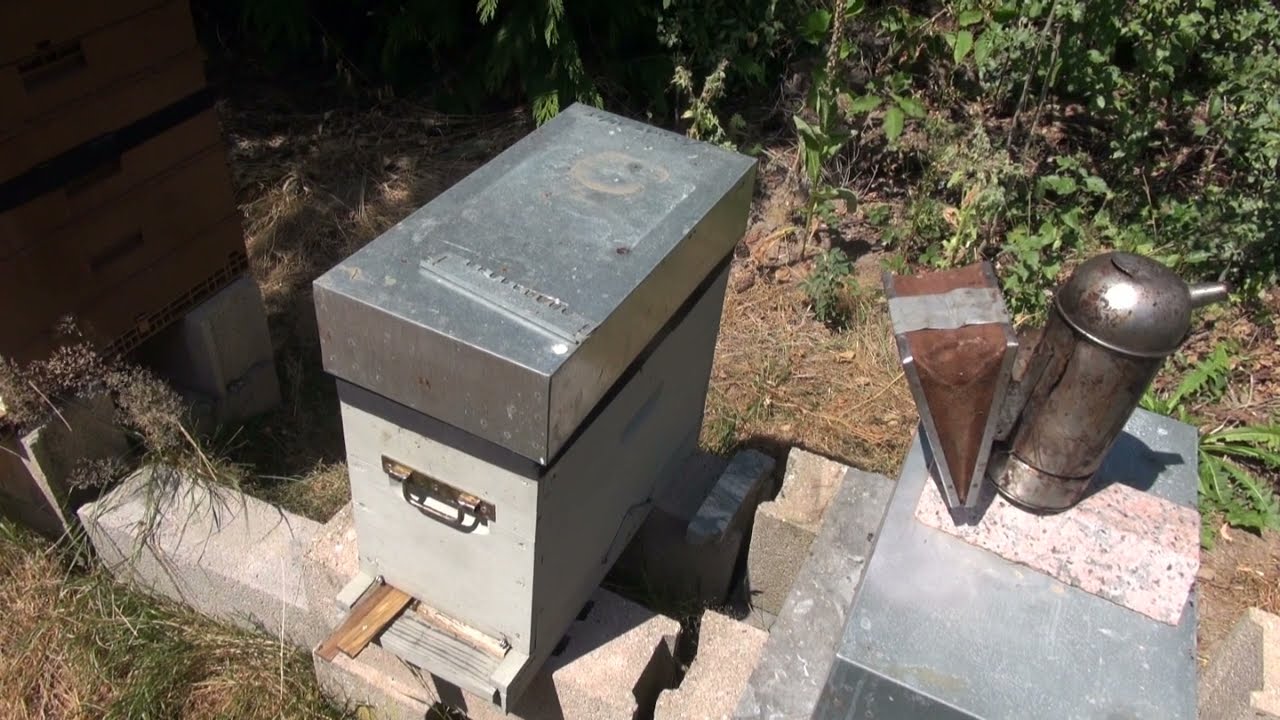 Un essaim de misère capturé le 30 juillet (visite du 6 août)