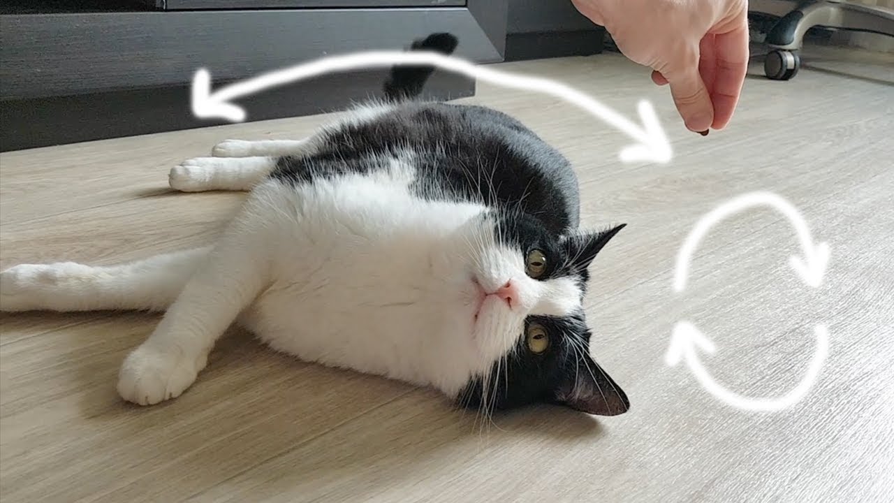 Lesson: Lie down + roll over
