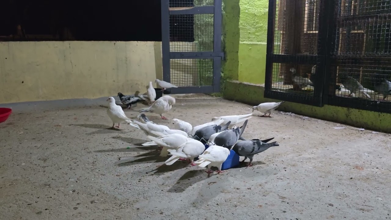 🕊my loft subja patta missing 😔 and not training patta next 🤔 🕊❤️🕊