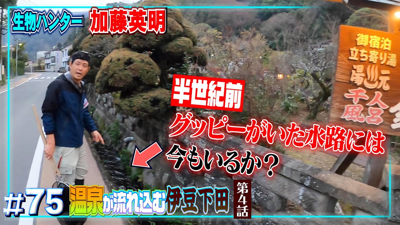 半世紀前にグッピーがいた水路には今ナニがいる？伊豆下田の川で捕獲調査した結果…第四話≫生物ハンター加藤英明