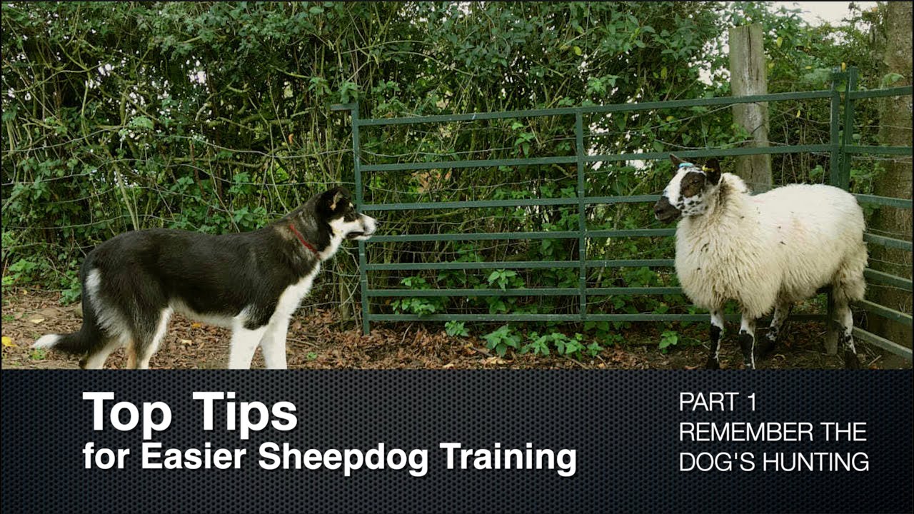 Top Tips for Sheepdog Training (Part 1) Remember the Dog's Hunting