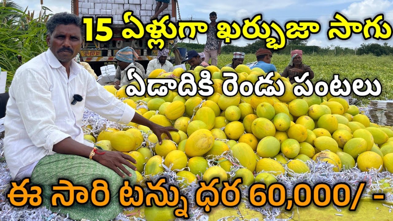 కర్భుజా సాగులో నష్టమెప్పుడు రాలేదు | Cultivation of Musk melon | దోస సాగు |