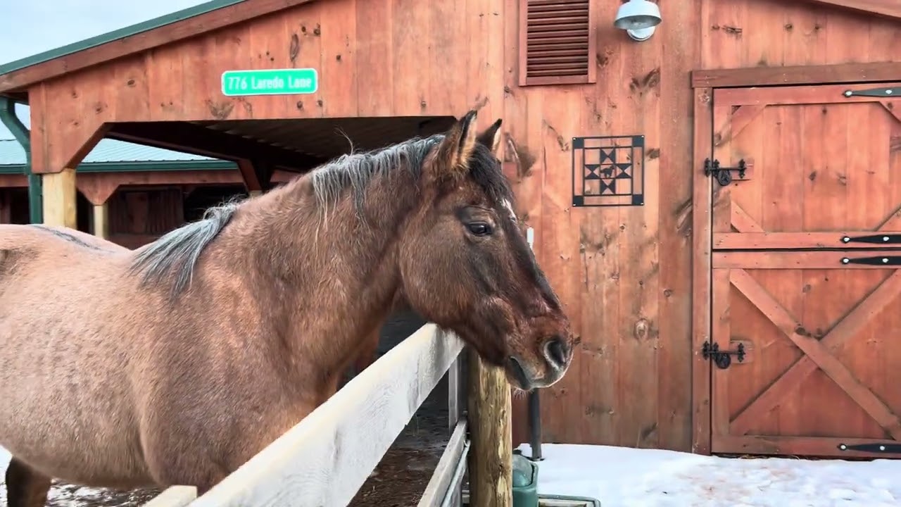 Experience Pure Serenity with a Healing Horse Herd #horsetherapy #equinetherapy #stressrelief