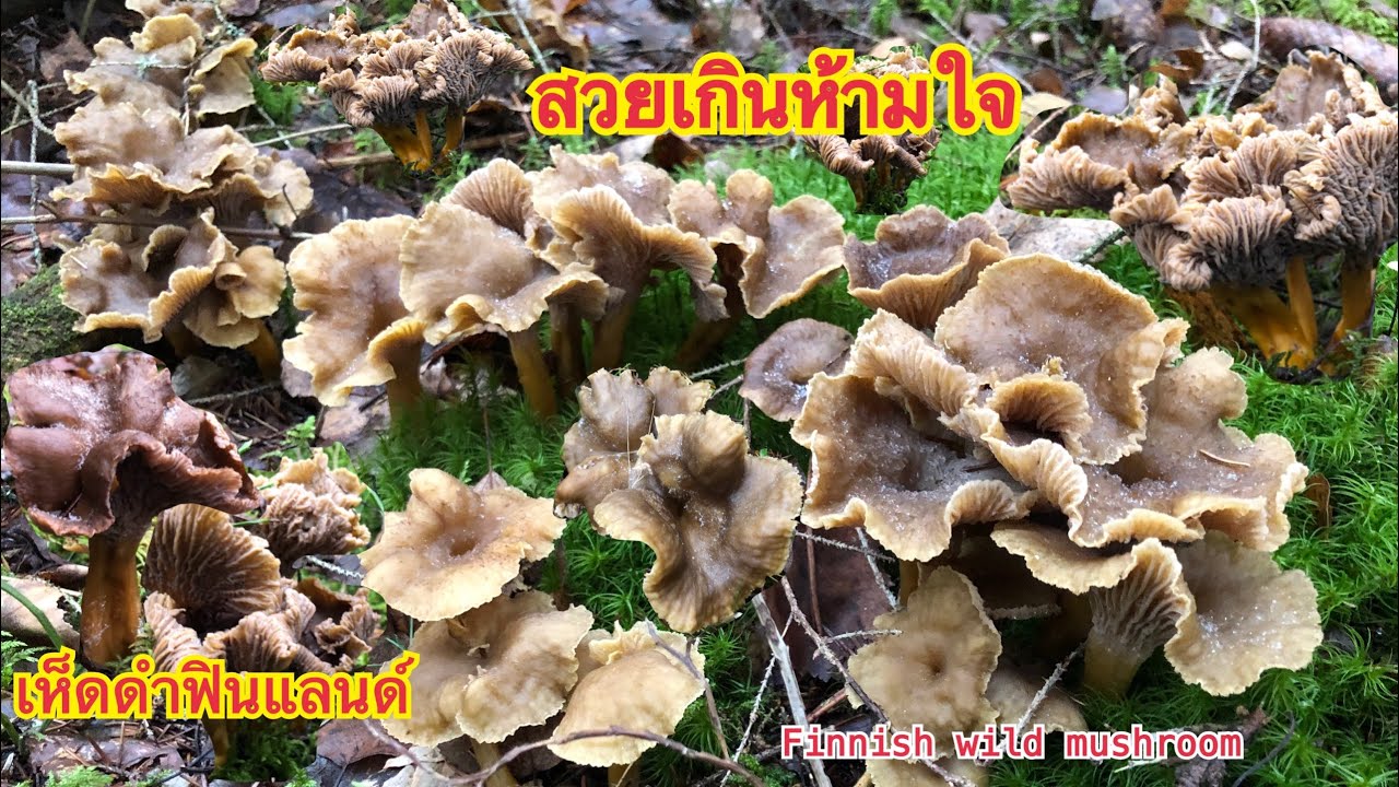 #เก็บเห็ดดำอีกป่าจ้าดอกใหญ่ๆ สวยๆ โพดโพคักจ้า ห้ามพลาด  🍄Finnish wild mushrooms