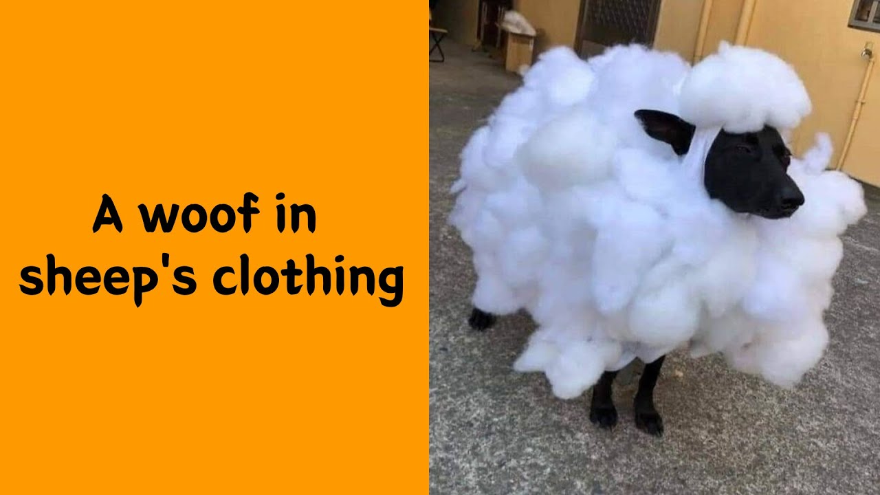 50 Times Animals Started The Day With Pure Nonsense