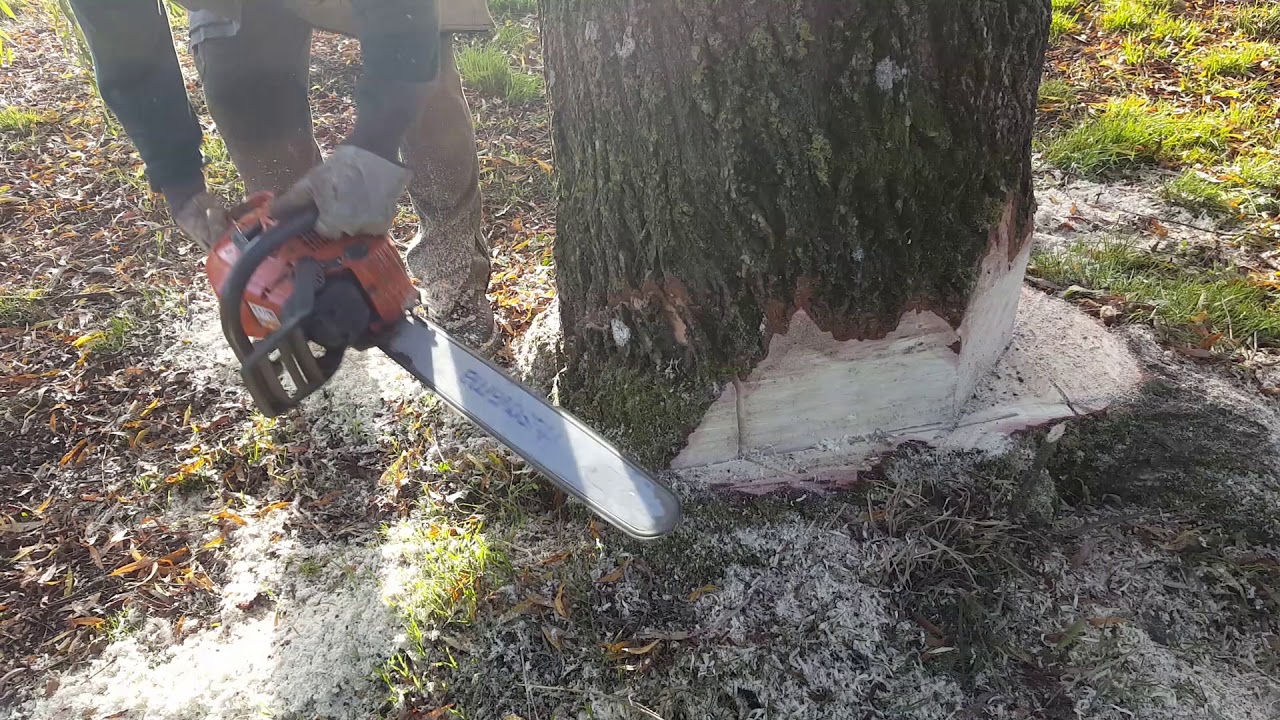 Abattage d'un saule pleureur