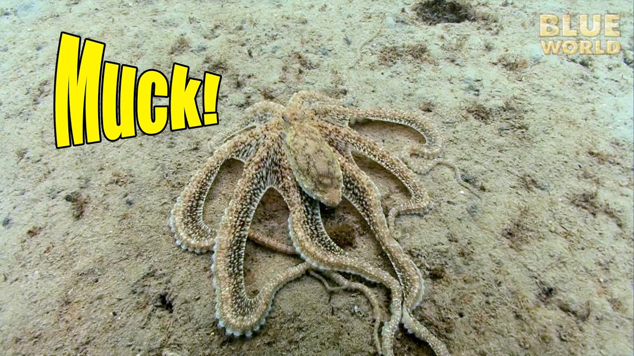 Florida Muck Diving | JONATHAN BIRD'S BLUE WORLD