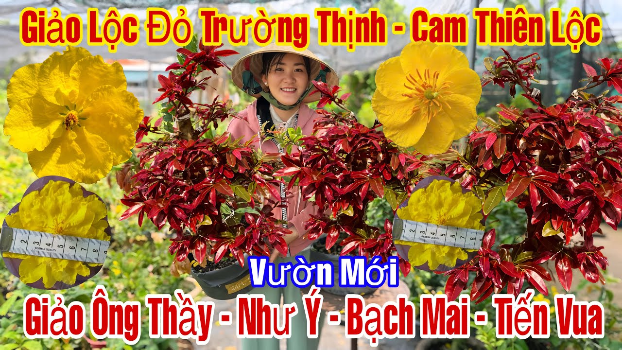 4/3☎️0765289497☎️🌲Mai Vàng Giá Rẻ🌲Hồng Phát-Cam Thiên Lộc-Giảo Lộc Đỏ-Giảo Như Ý-Bạch Mai-Tiến Vua…🌲