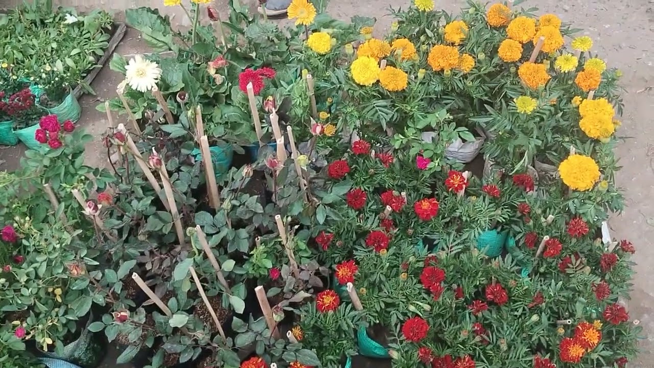 Hibiscus and Guldaudi and Rose and Marigold Flowers 🌷🪴💐🌹🌺🥰✨21/2/2026✨