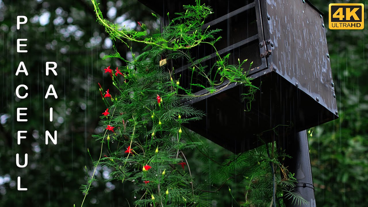 Gentle Rain Sounds in The Garden for Relaxation, Sleep, Focus, Study or Stress Relief (10 Hours)