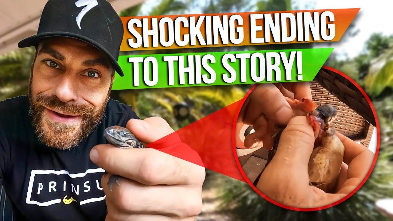 Saving a Neonate Rhino Iguana!
