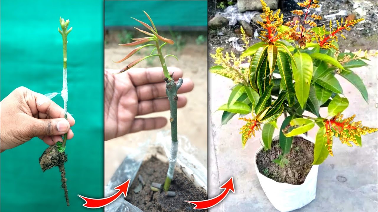 Stone grafting mango tree from mango plant cutting graft 💯 success 
