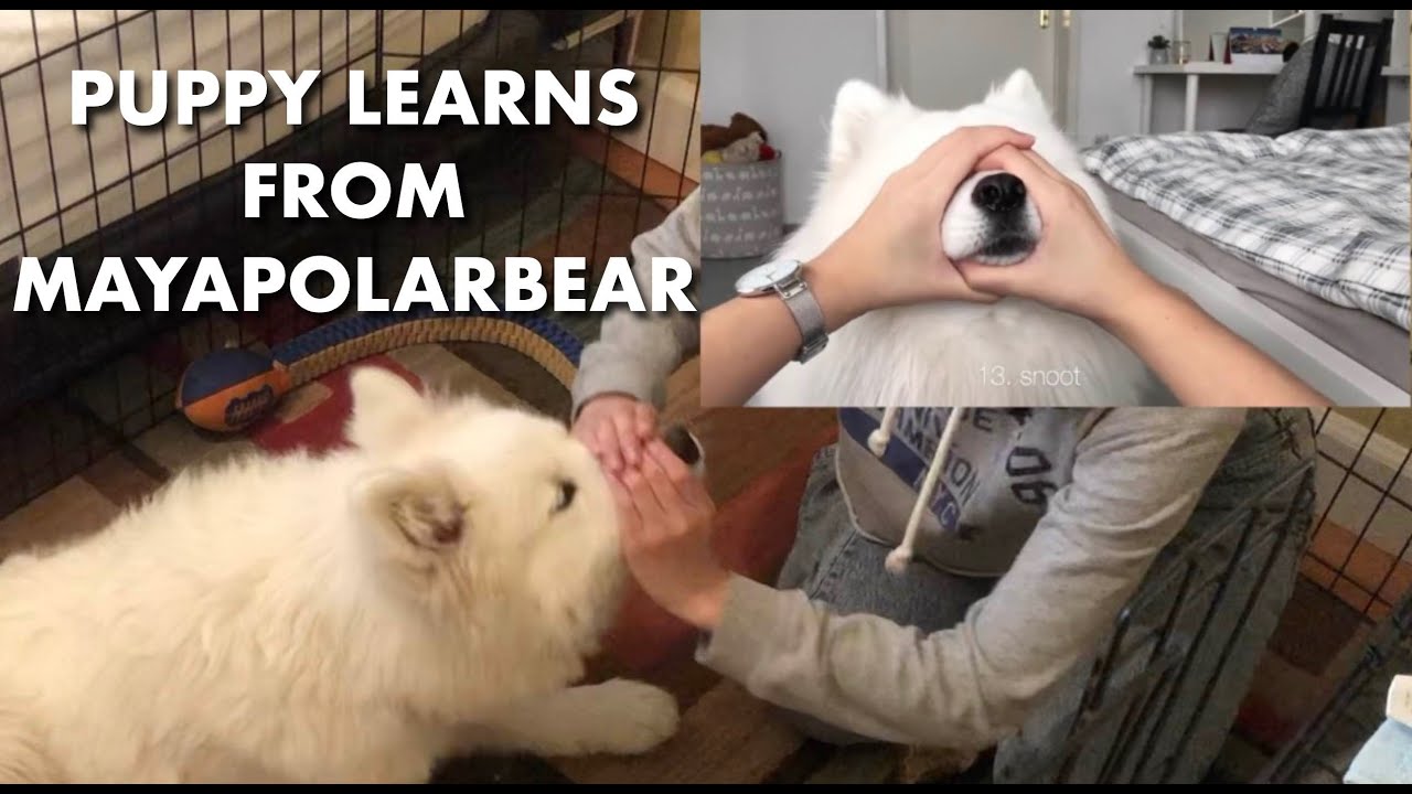 Puppy Reacts to Mayapolarbear | Fluffy the Samoyed